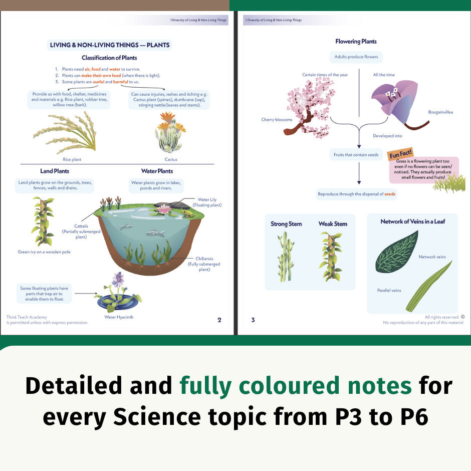 Think Teach Academy's Science Coursebook sample page spread showing diagrams and notes about plants, with two inner pages and a dark green banner at the bottom reading 'Detailed and fully coloured notes for every Science topic from P3 to P6'. The pages contain labeled illustrations of living and non-living things in plants, flowering plants, land plants, water plants, strong stems, weak stems, and networks in a leaf.